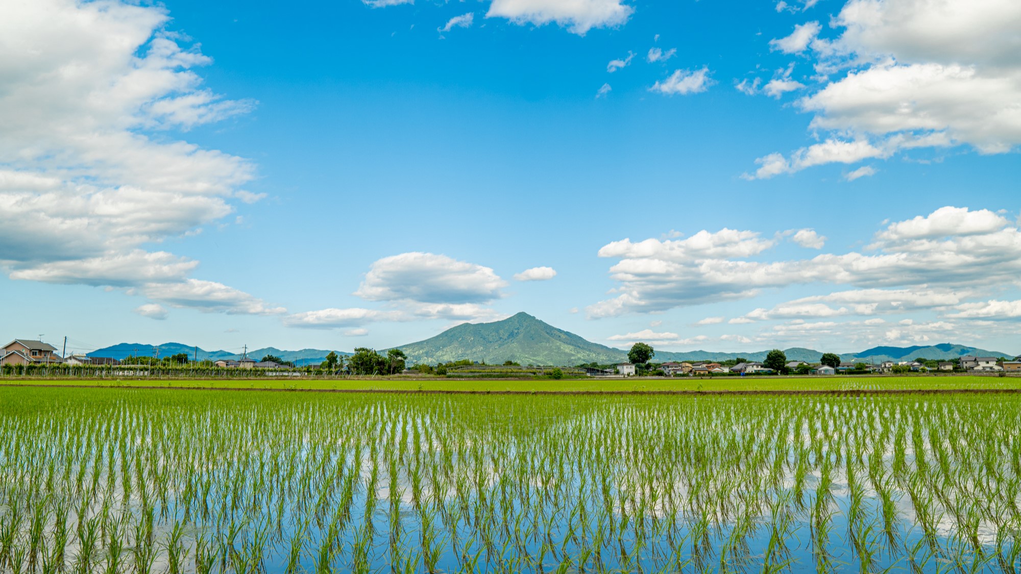 下妻市田園風景（春）